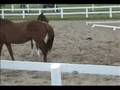 Free to Be by Fidertanz at 2008 Hanoverian Inspection