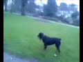 ROTT VS CANICHE FUNK