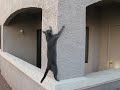 Cat Climbing Walls
