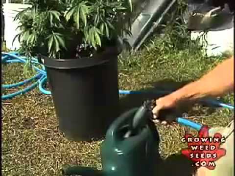 how to replant weed