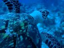 Good Turtle shot