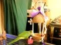peach front conure parrot at play