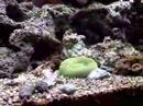 Aquário marinho comunitário com peixes nacionais e importados, corais e invertebrados. 