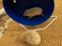 MY HEDGEHOGS - Windsor & Carmel playing....