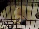 Pug puppy barking