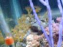 Nano Reef Follow-up