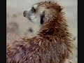 Digger the Meerkat- When You\