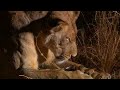 Bird against lion