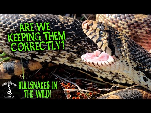 YouTube reptile video