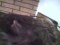 The Little Baby Birds