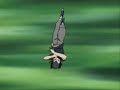 Itachi vs sasuke linkin park from the inside