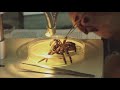 El Dr. Fernando Pérez Miles, Investigador Grado 4 de PEDECIBA Biología y Profesor del Instituto de Biología de Facultad de Ciencias, UR y los Dres Miguel Simó y Carmen Viera también investigadores de PEDECIBA Biología nos introducen al fascinante mundo de las arañas explicándonos porqué el conocimiento de un grupo biológico determinado permite extraer importantes conclusiones sobre las consecuencias del cambio climático y la contaminación de ecosistemas naturales que afectan a todas las especies de plantas y animales. Hacen hincapié también en que la descripción de características fisiológicas y de comportamiento de las arañas no solamente aporta datos sobre la especie específica sino también sobre su entorno y finalizan reflexionando sobre la necesidad, en el marco de los acelerados procesos de extinción de la diversidad biológia actual, de conocer para conservar. Participan También: Lic. Demian Gómez y Lic. Carolina Jorge. Creado por TarkioFilm para PEDECIBA. Financiado por ANII (PR_PCTI_2009_1_30) y PEDECIBA. www.pedeciba.edu.uy