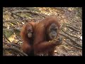 orangutans