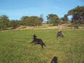 Longiertraining Longiertraining