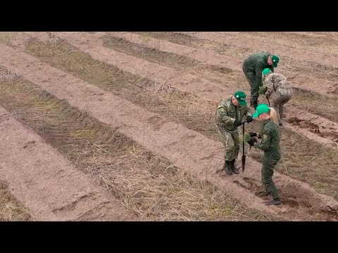 Неделя леса видео