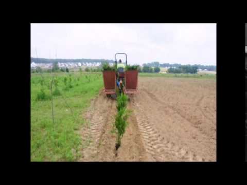 how to transplant red maple tree