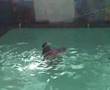 victoria-villa-swimm
