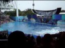 Shamu