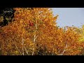 ［HD］東北・栗駒山周辺の紅葉　花の名所案内