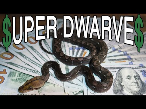 YouTube reptile video