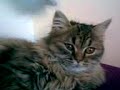 Cute persian kitten