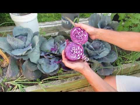 video-linktoworks-When to Harvest Red/Purple Cabbage: At About 75-90...