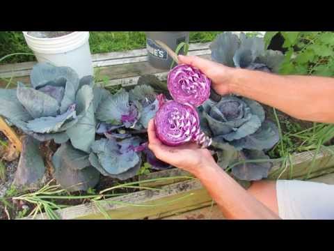 how to harvest red cabbage
