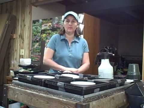 how to grow black pepper