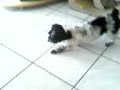 tchuka brincando com a 