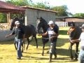 Hipico de Acoyapa 2011 Vicente Padilla, Roberto Clemente Jr MLB Purebred Andalusian Spanish Horses