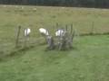 Mystic Scotland 2