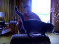 katzen kraulen - Kater Streck Dich!