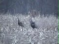 Deer, big bucks, wild turkey browse together