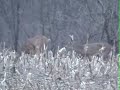 Deer, big bucks, wild turkey browse together