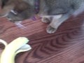 Cidar, the Banana Eating Cat