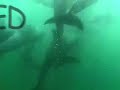 Whales of Hanalei