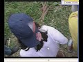 ovini em peruibe 2