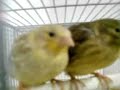 Pareja de Canario Timbrado Espa�ol  cr�as de 22 d�as