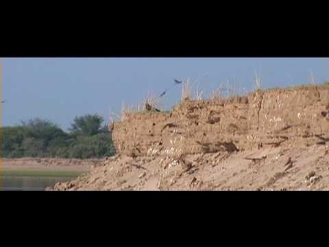 carmine  bee eater colony part 1