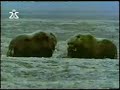 como 2 bisontes se agarran muy fuerte