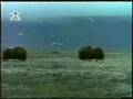 Bizon D�v��leri belgeseli video.