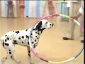 ????? Tamao Sato meets Momo the trained Dalmation