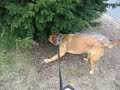 Tattoo from PAWS wants to be adopted (dog), big sniffer