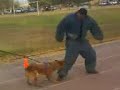 entrenamiento canelo