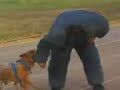 entrenamiento canelo