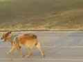 entrenamiento canelo