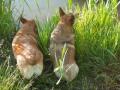 Corgi Butt in the Mud