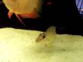 videos de 55g tank