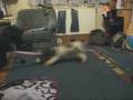 videos de Penny & Jet