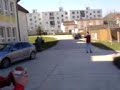 Slovakian Jackass